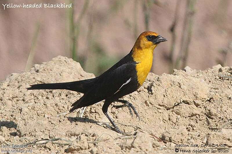 Yellow-headed Blackbird male adult, identification