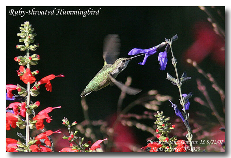 Ruby-throated Hummingbird female adult