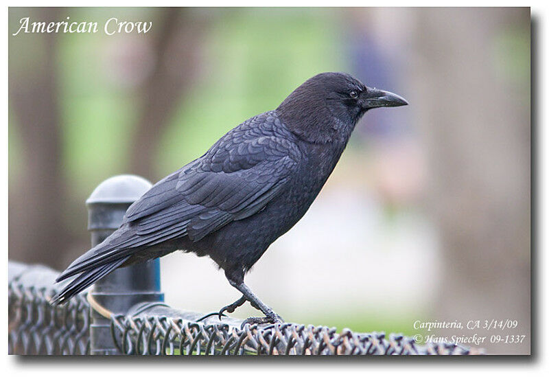 American Crowadult