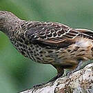Cotinga bleu