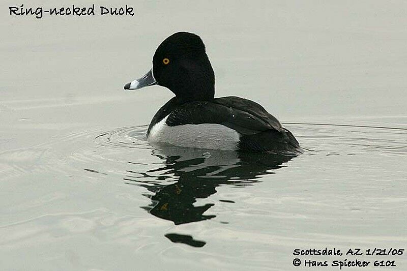 Ring-necked Duck