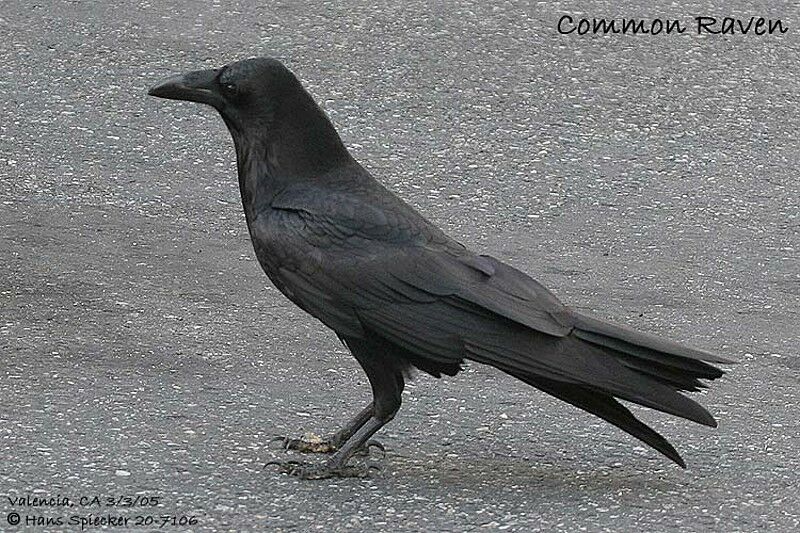 Northern Raven