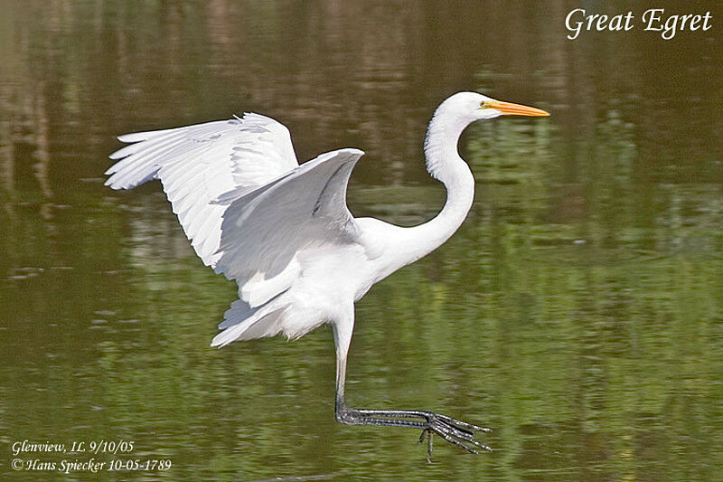 Great Egret