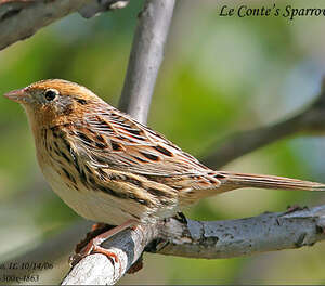 Bruant de Le Conte