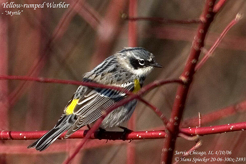 Myrtle Warbler male adult breeding