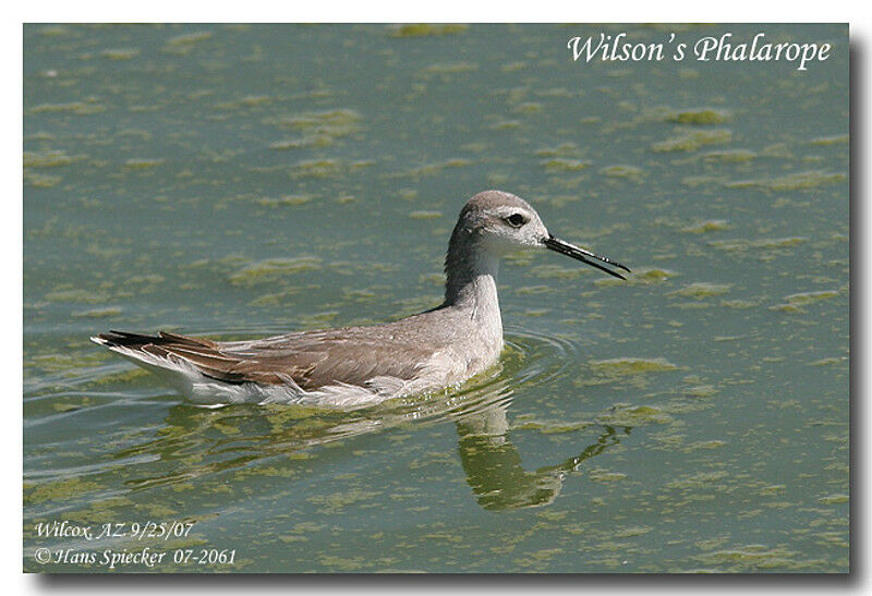 Wilson's Phalaropeadult post breeding