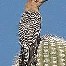 Pic des saguaros