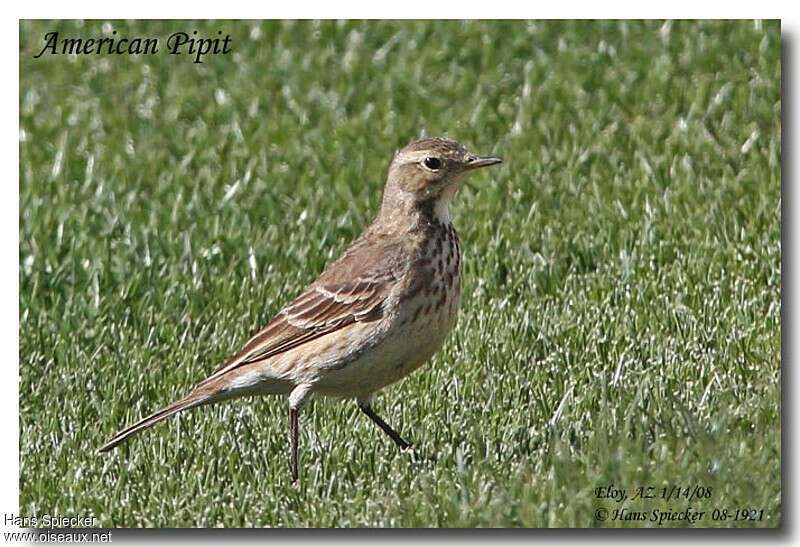 American Pipitadult post breeding, identification