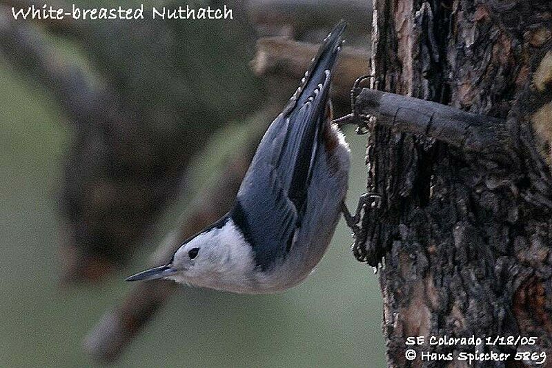 White-breasted Nuthatch