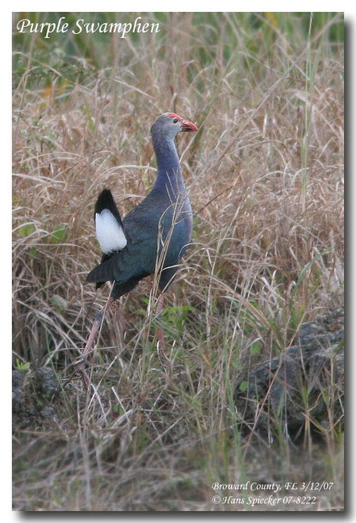 Grey-headed Swamphenadult