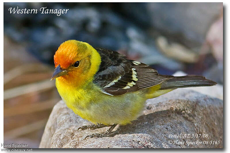Tangara à tête rouge mâle adulte, portrait