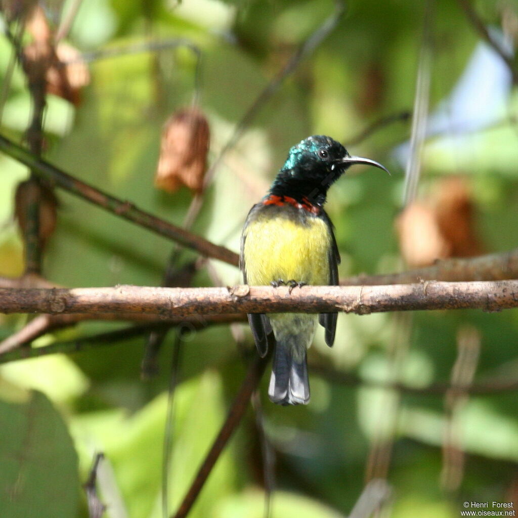 Souimanga malgache mâle, identification