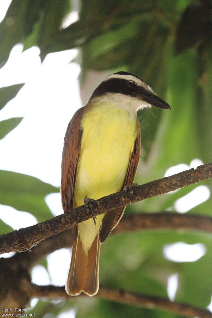 White-bearded Flycatcher, identification