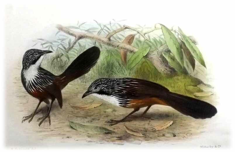 Carpentarian Grasswren