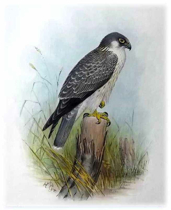 Grey Falcon