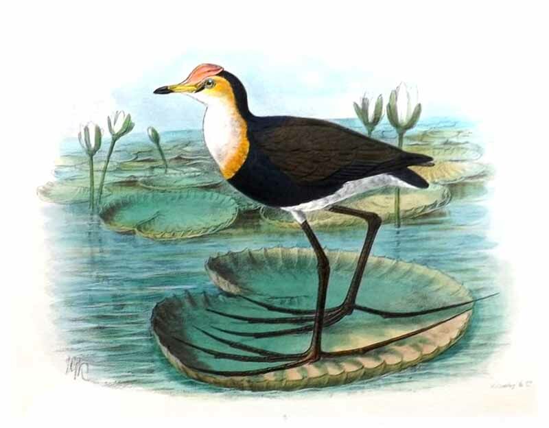 Comb-crested Jacana