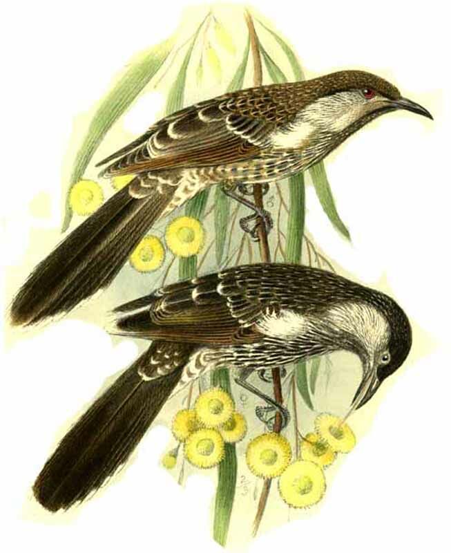 Little Wattlebird