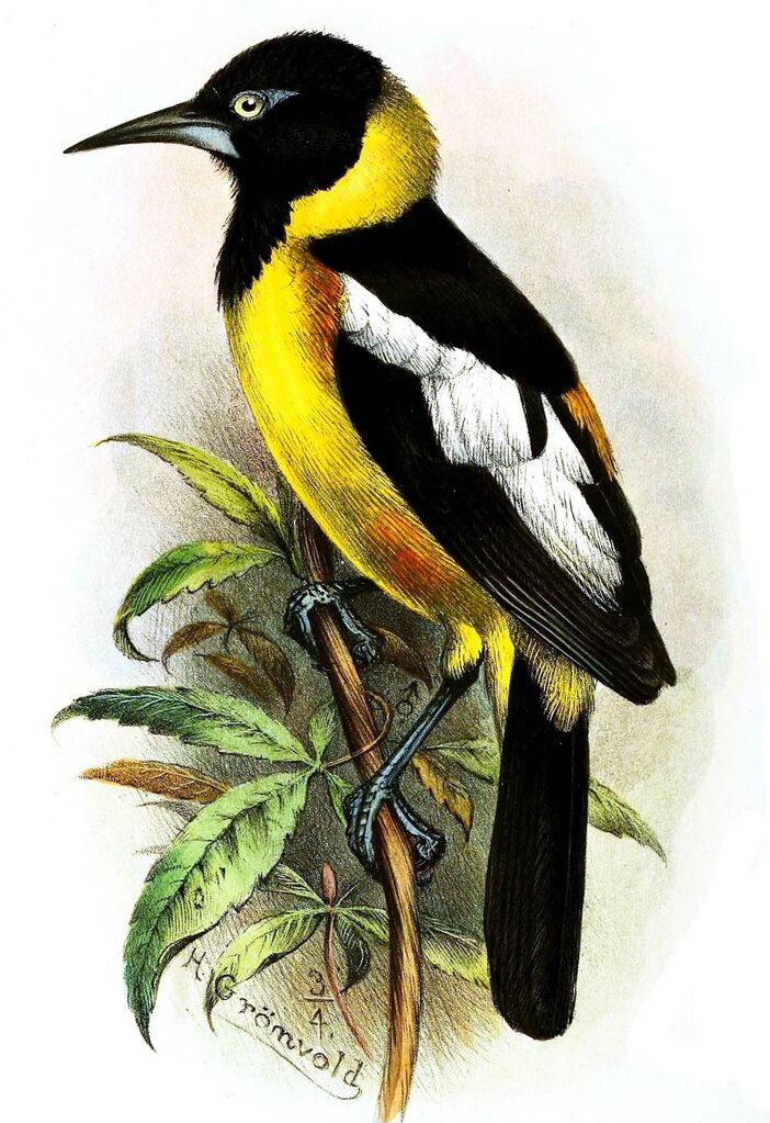 Venezuelan Troupial