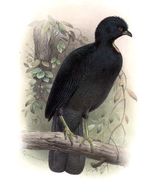 Wattled Guan