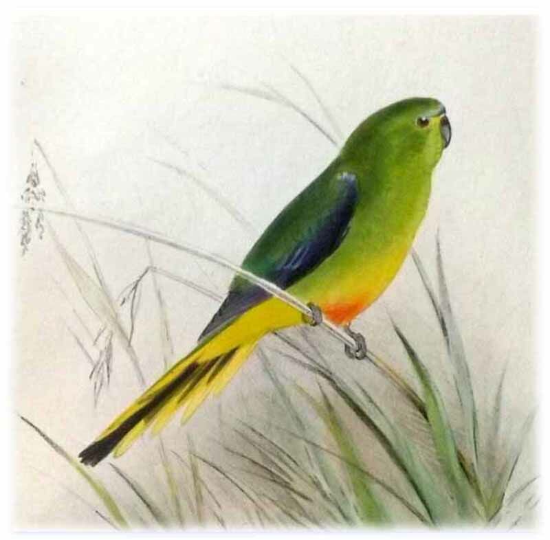 Orange-bellied Parrot