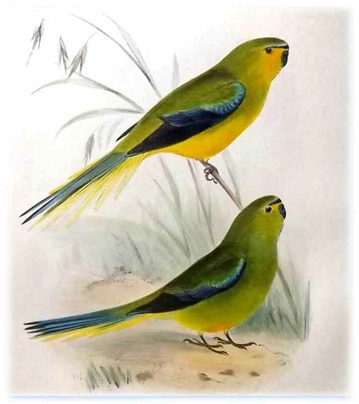 Elegant Parrot