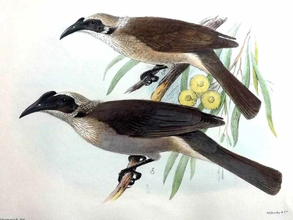 Helmeted Friarbird