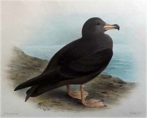 Puffin à pieds pâles