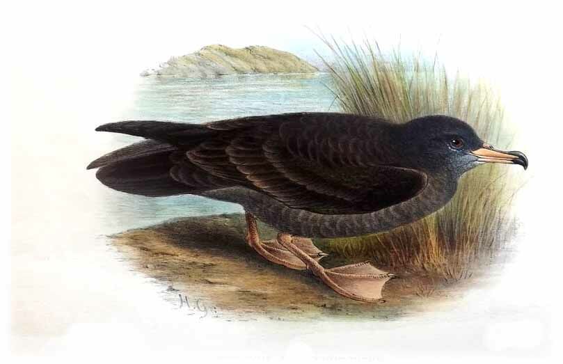 Wedge-tailed Shearwater