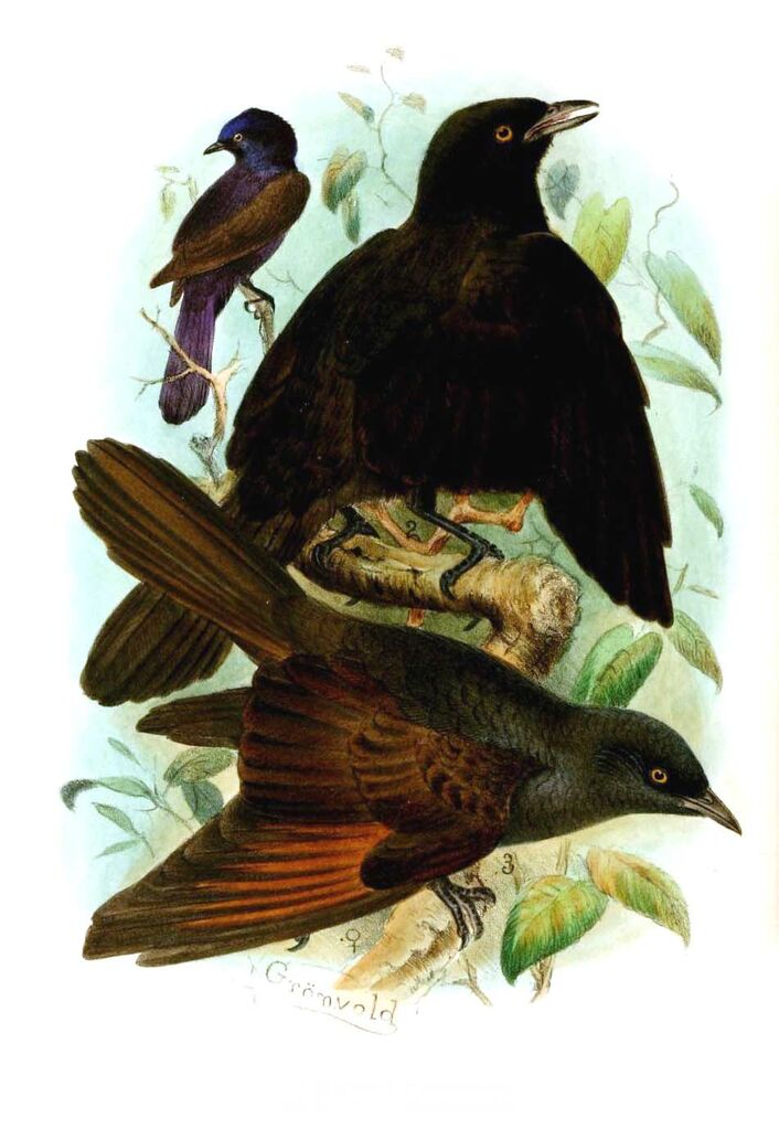 Kenrick's Starling