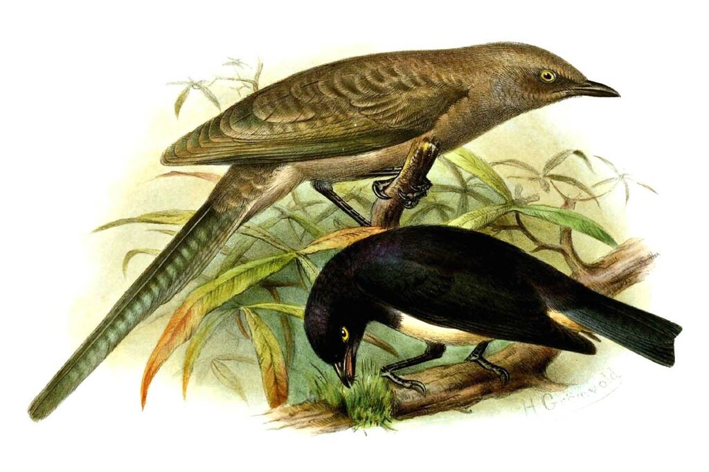 Ashy Starling