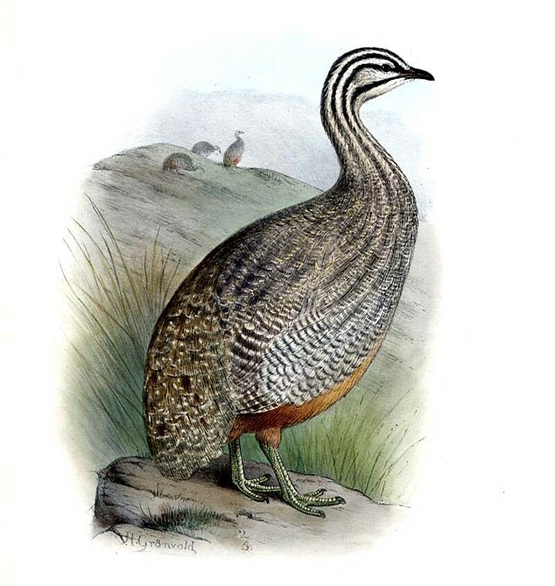 Puna Tinamou