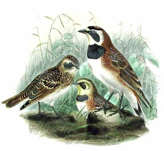Horned Lark
