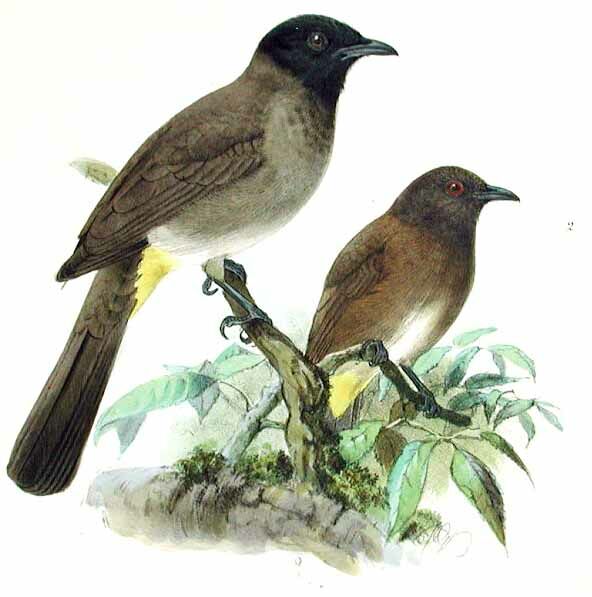 White-spectacled Bulbul