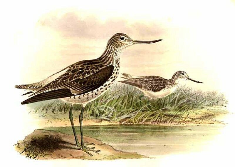 Common Greenshank