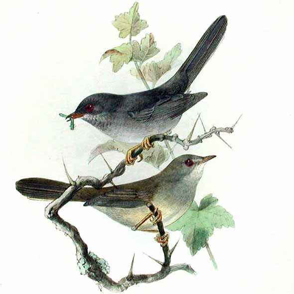 Marmora's Warbler
