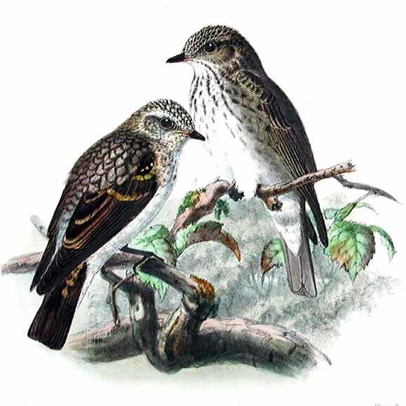 Spotted Flycatcher