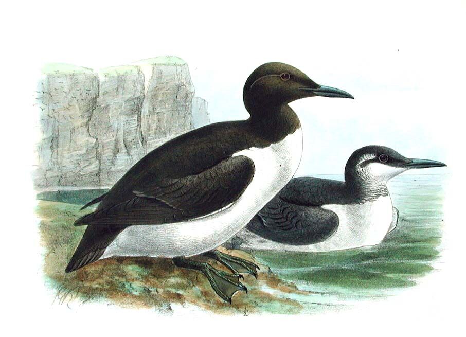 Common Murre