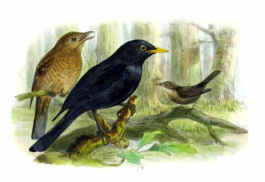 Common Blackbird