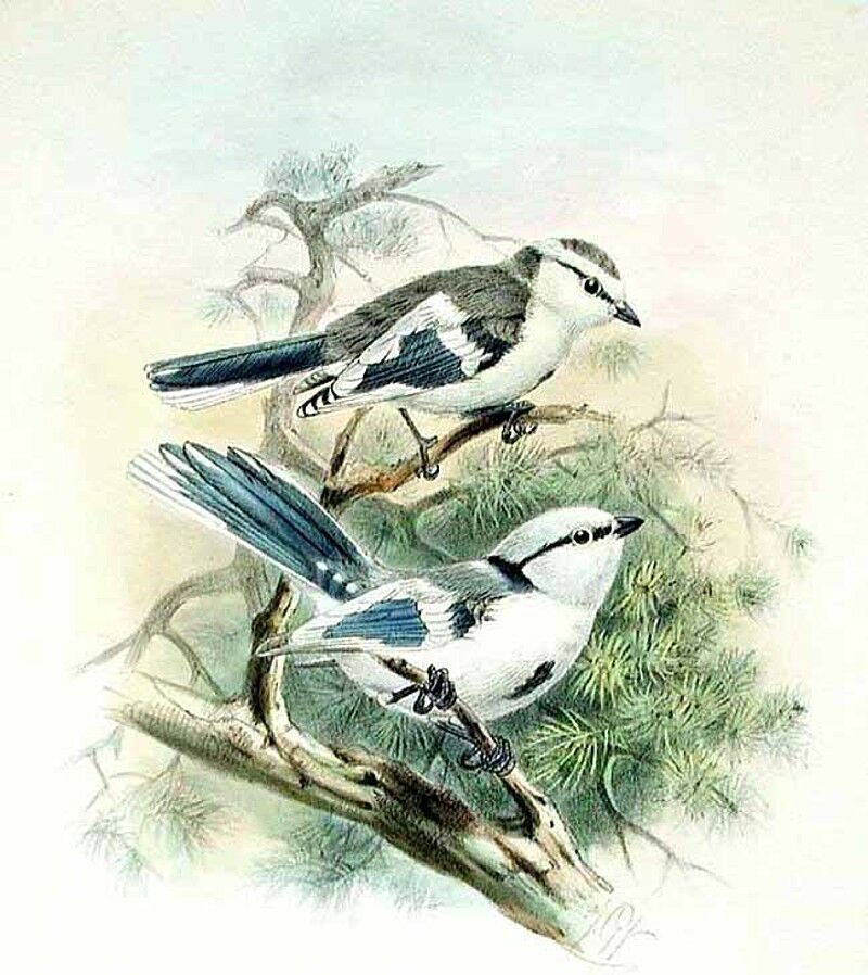Mésange azurée