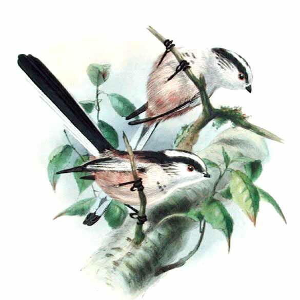 Long-tailed Tit