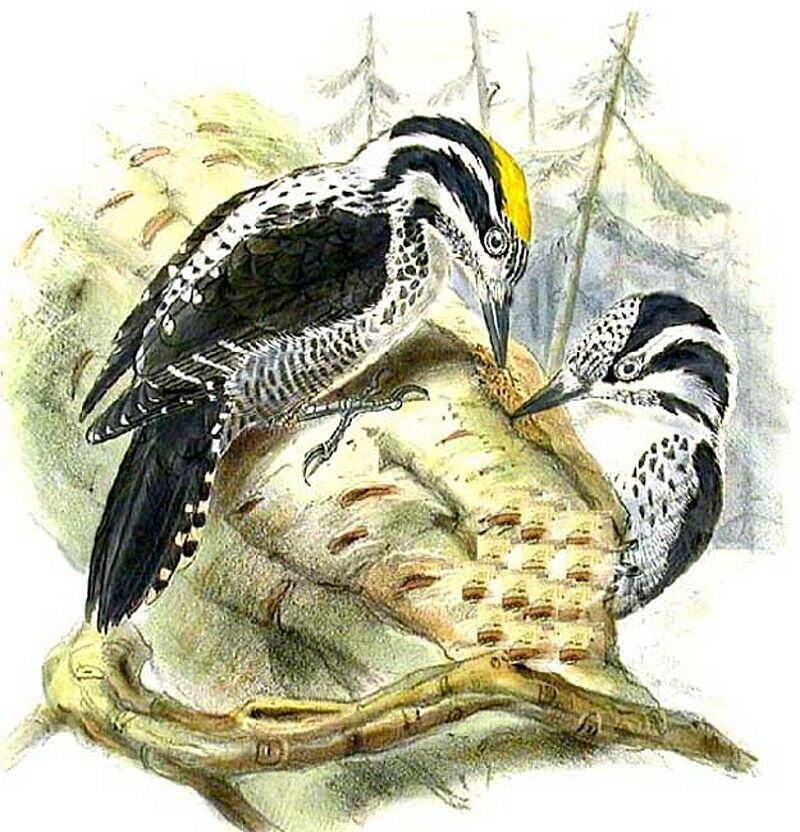 Eurasian Three-toed Woodpecker