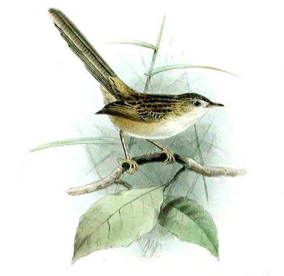 Prinia gracile