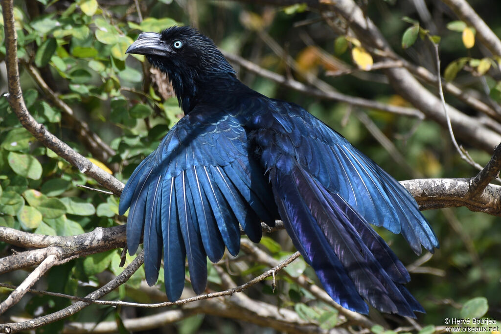 Greater Aniadult, close-up portrait, care
