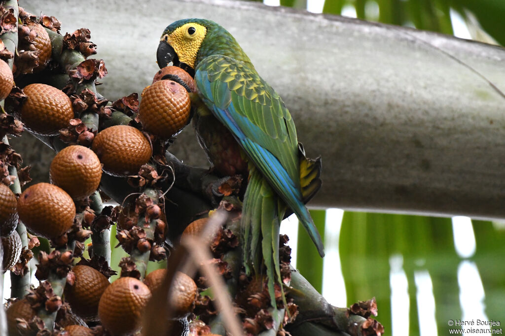Red-bellied Macawadult, close-up portrait, aspect, eats