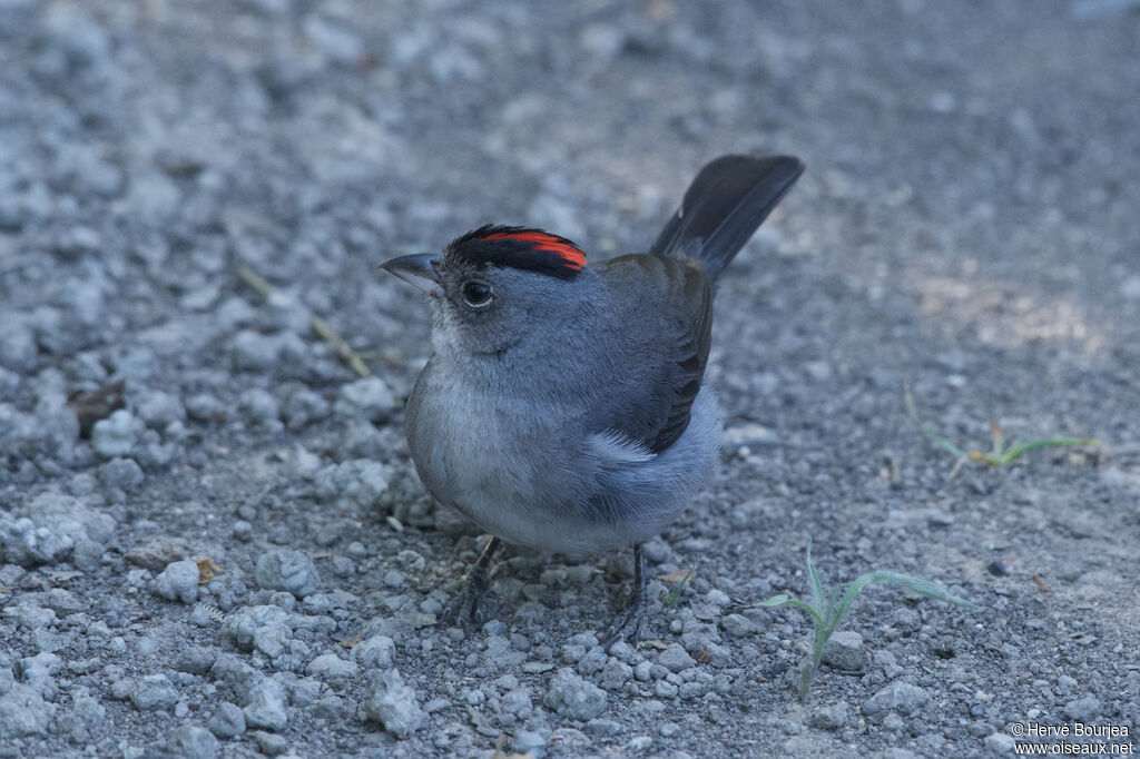Grey Pileated Finch male adult, close-up portrait, aspect