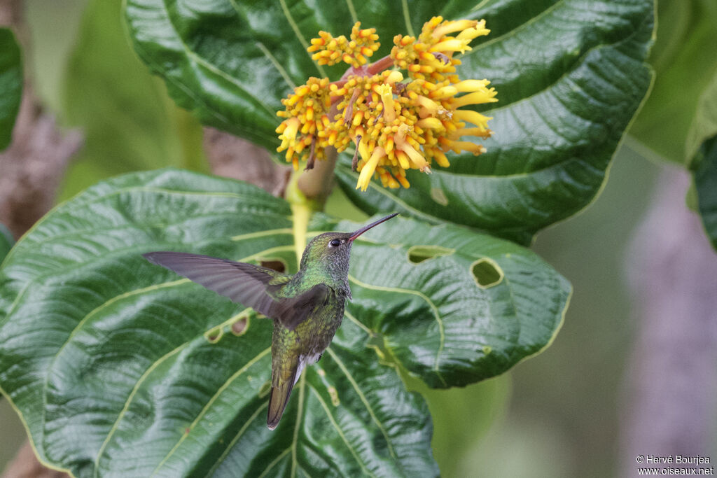 Ariane de Linnéadulte, composition, Vol, régime