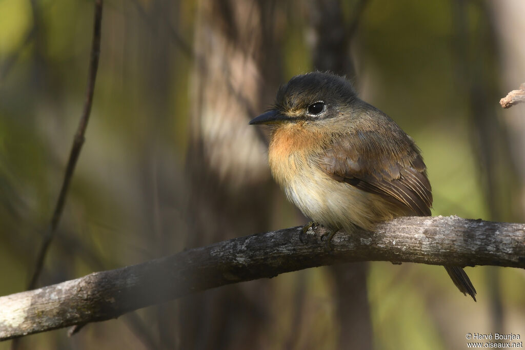 Barbacou rufalbinadulte, portrait, composition, pigmentation