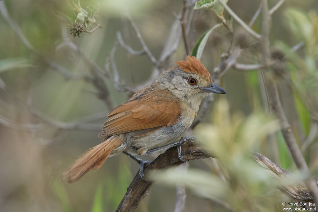 Rufous-winged Antshrike female adult, close-up portrait, aspect