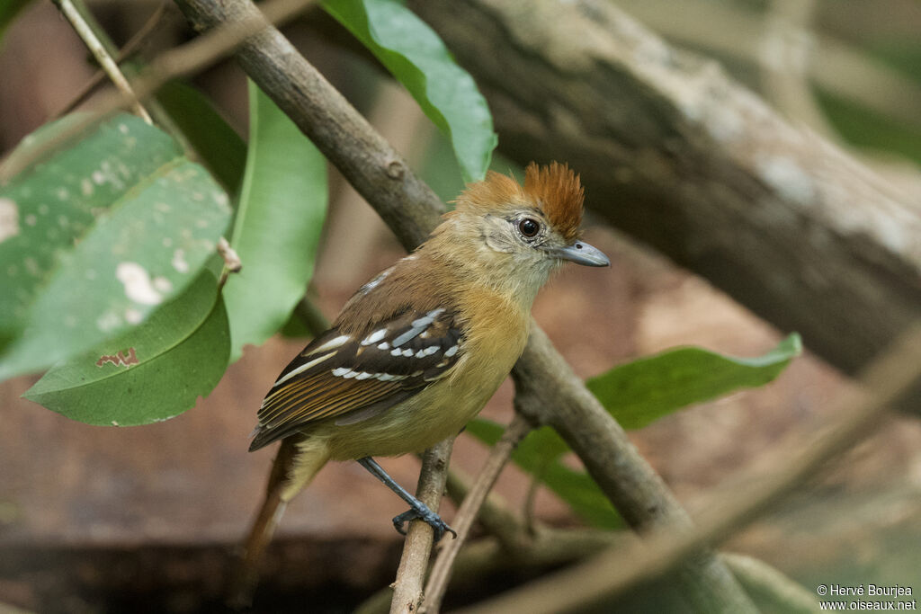 Planalto Slaty Antshrike female adult, close-up portrait, aspect