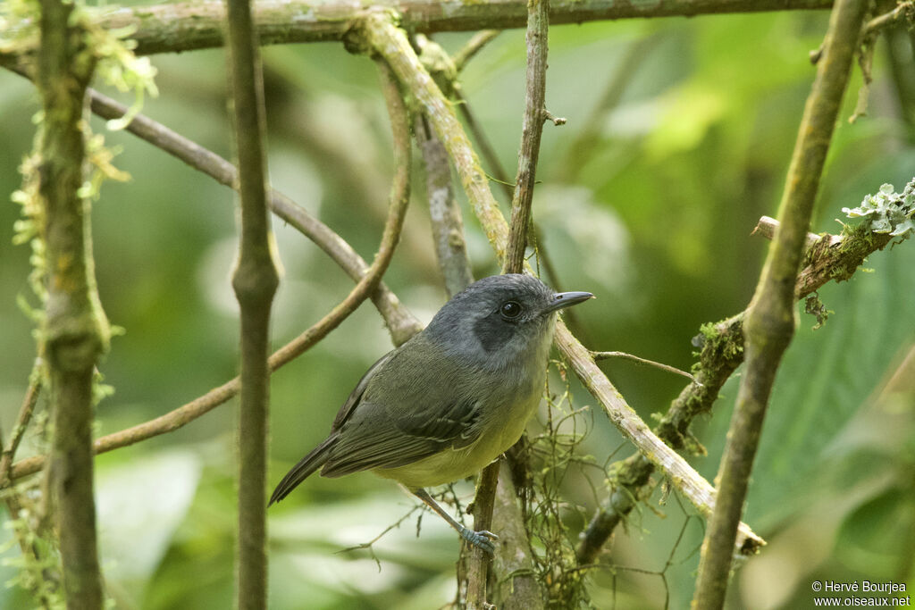 Plain Antvireo male adult, close-up portrait